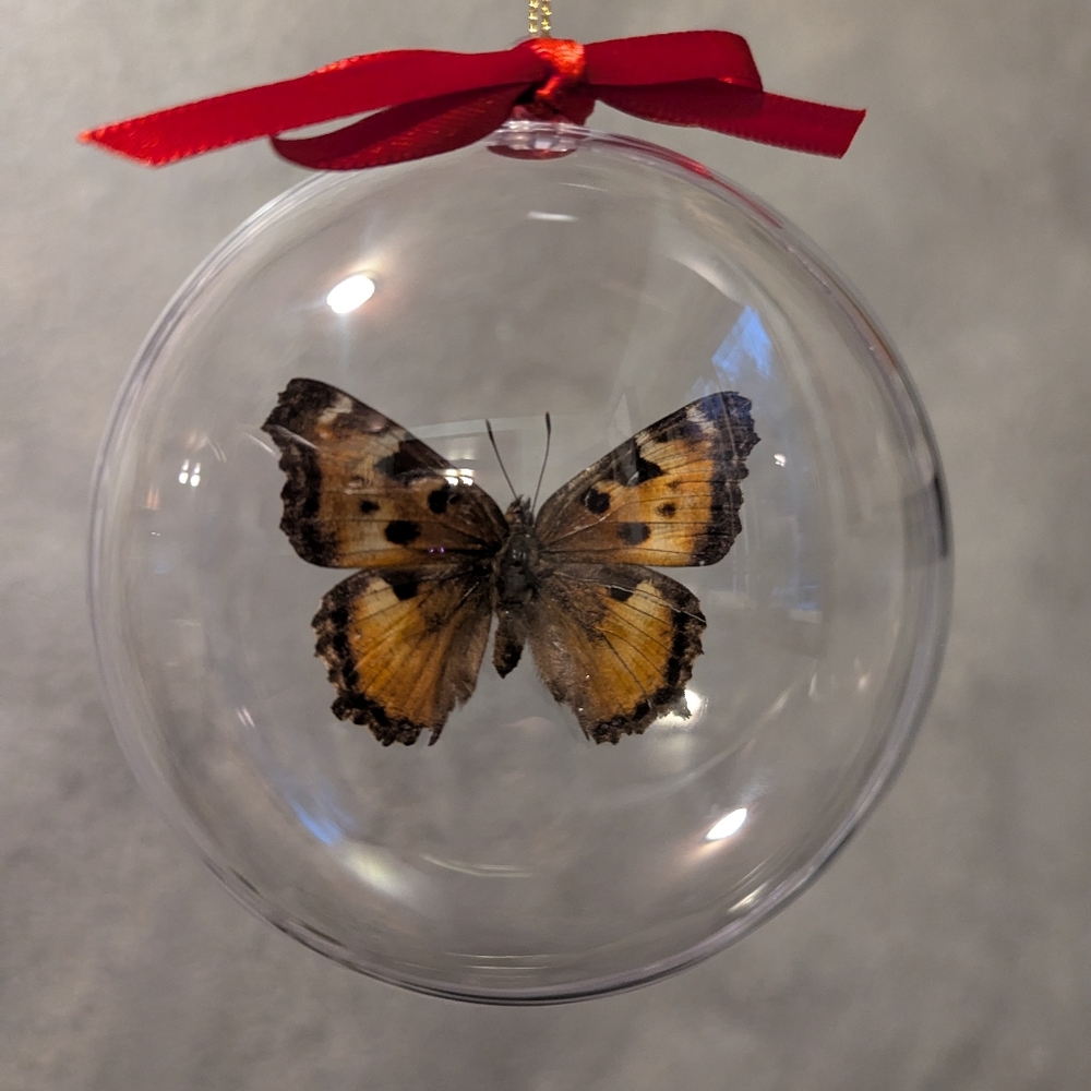 Christmas Ornament Real Butterfly